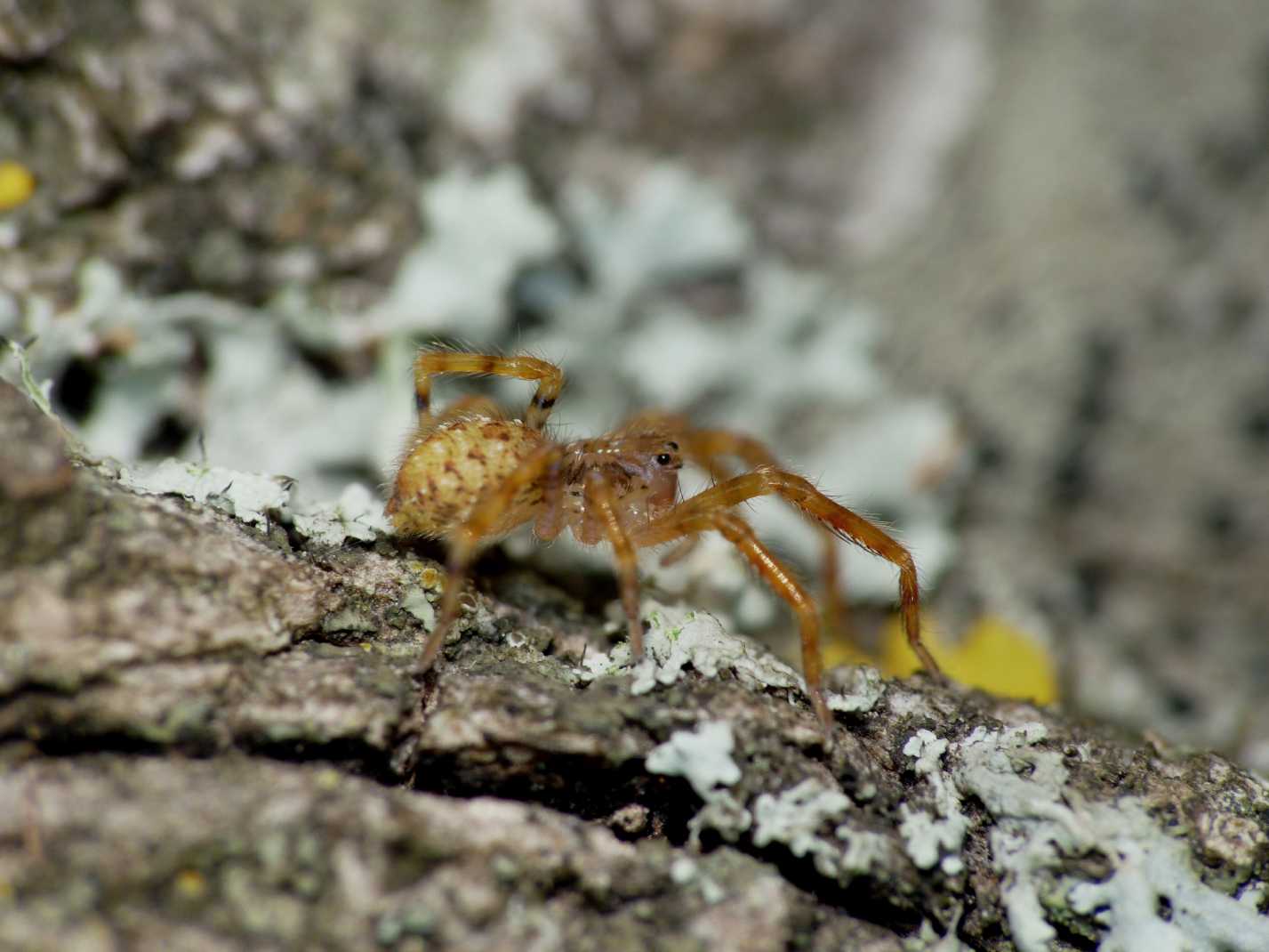 Ovisacco di Zoropsis sp.